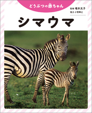 シマウマ